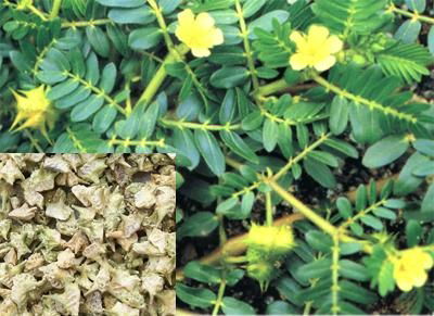 Tribulus Terrestris Extract  