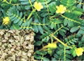 Tribulus Terrestris Extract