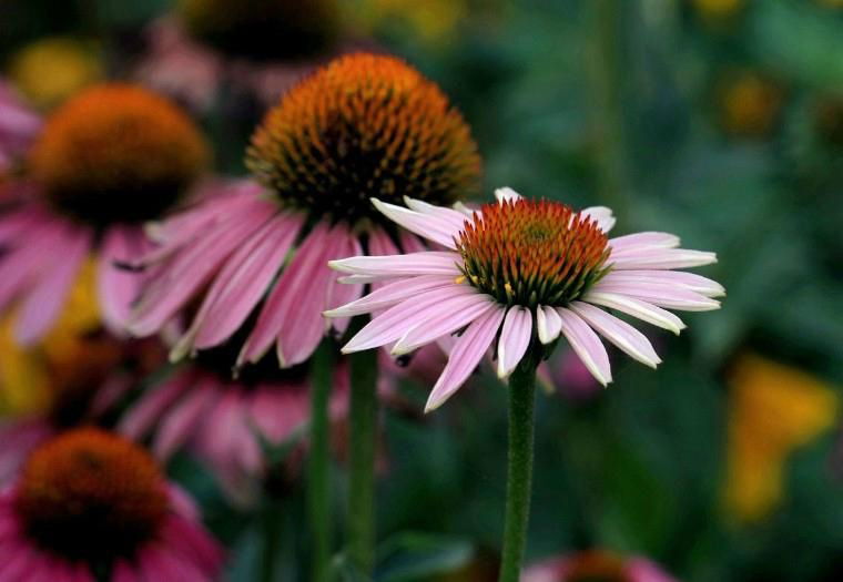 Echinacea Extract