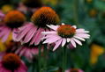 Echinacea Extract