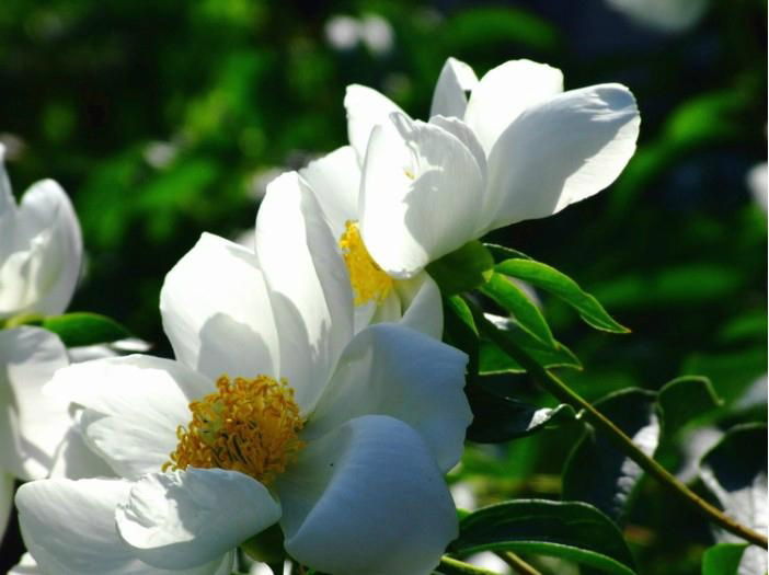 Paeonia Extract