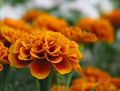 Marigold Extract