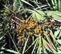 Saw Palmetto Extract 1