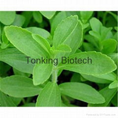 Natural sweetner Stevia extract Total stevia glycoside 80%