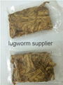 freeze dried lugworm