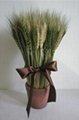 Wheat Bonsai home decoration