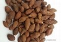 Malva Nuts from Vietnam