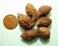 Malva Nuts from Vietnam 2