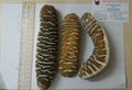 Dried Sea Cucumber From Vietnam 2