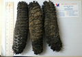 Dried Sea Cucumber From Vietnam 3