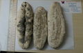 Dried Sea Cucumber From Vietnam 5