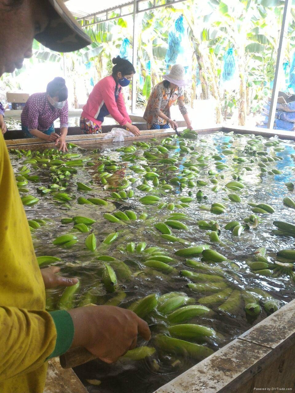 Cavendish Banana - Special Fruit In Vietnam 2