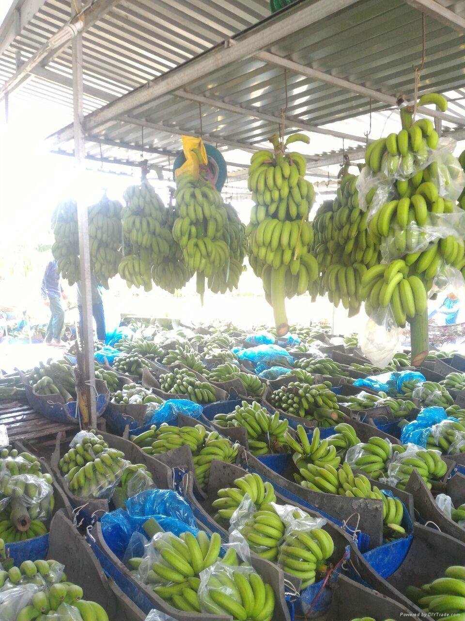 Cavendish Banana - Special Fruit In Vietnam 3