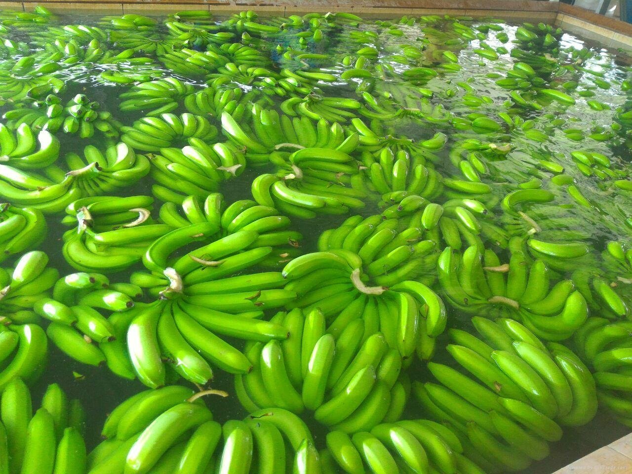 Cavendish Banana - Special Fruit In Vietnam