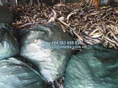 EXTRACTION COLLAGEN FROM DRIED PANGASIUS