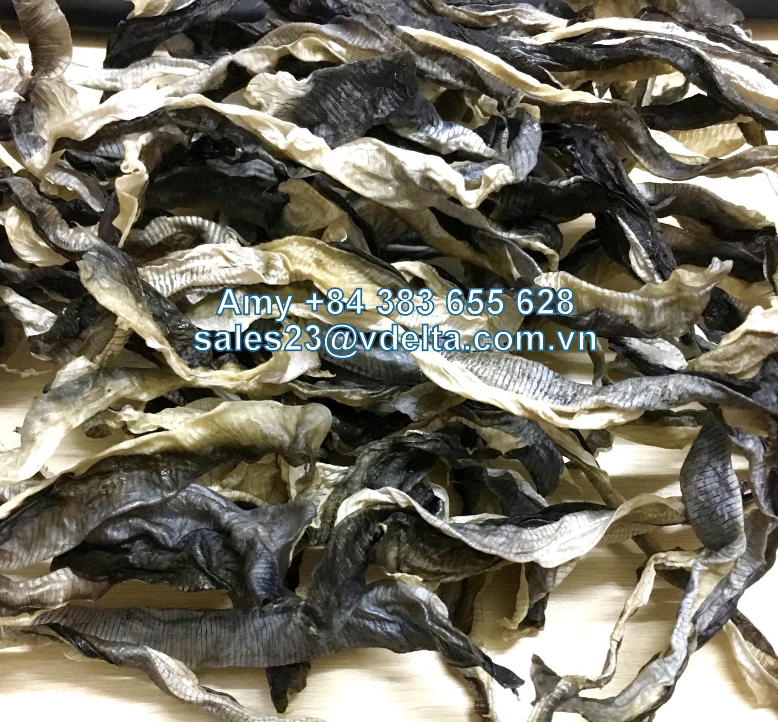 EXTRACTION COLLAGEN FROM DRIED PANGASIUS FISH SKIN 2