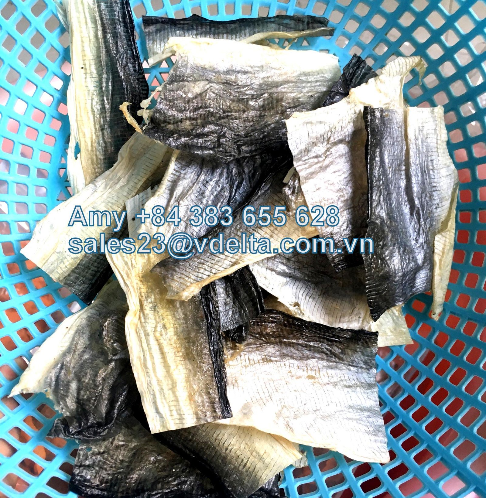 EXTRACTION COLLAGEN FROM DRIED PANGASIUS FISH SKIN 3