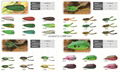 FROG LURE 4