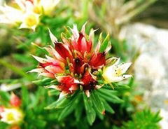 Rhodiola Rosea Extract