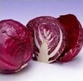 Cabbage red 1