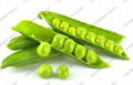 Pea protein isolated 1