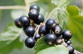 Black currant extract 1