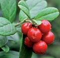 Lingonberry Anthocyanin 1