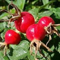 Wild Rose Hip Extract 1