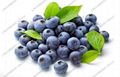 Blueberry Extract