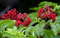 Wild Elderberry Extract 1