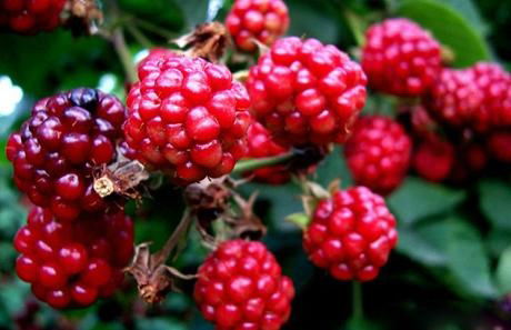 Raspberry extract