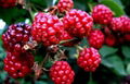 Raspberry extract