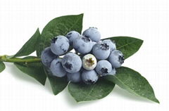 Blueberry Pterostilbene