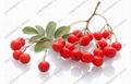 Chokeberry extract 1