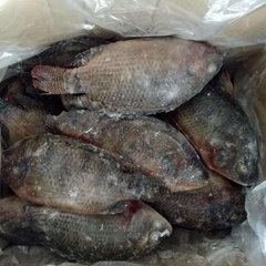 tilapia fish frozen 