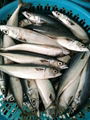 horse mackerel 3