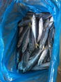 horse mackerel 4