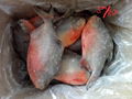 Red Pomfret