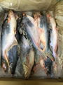 frozen pangasius fish 2