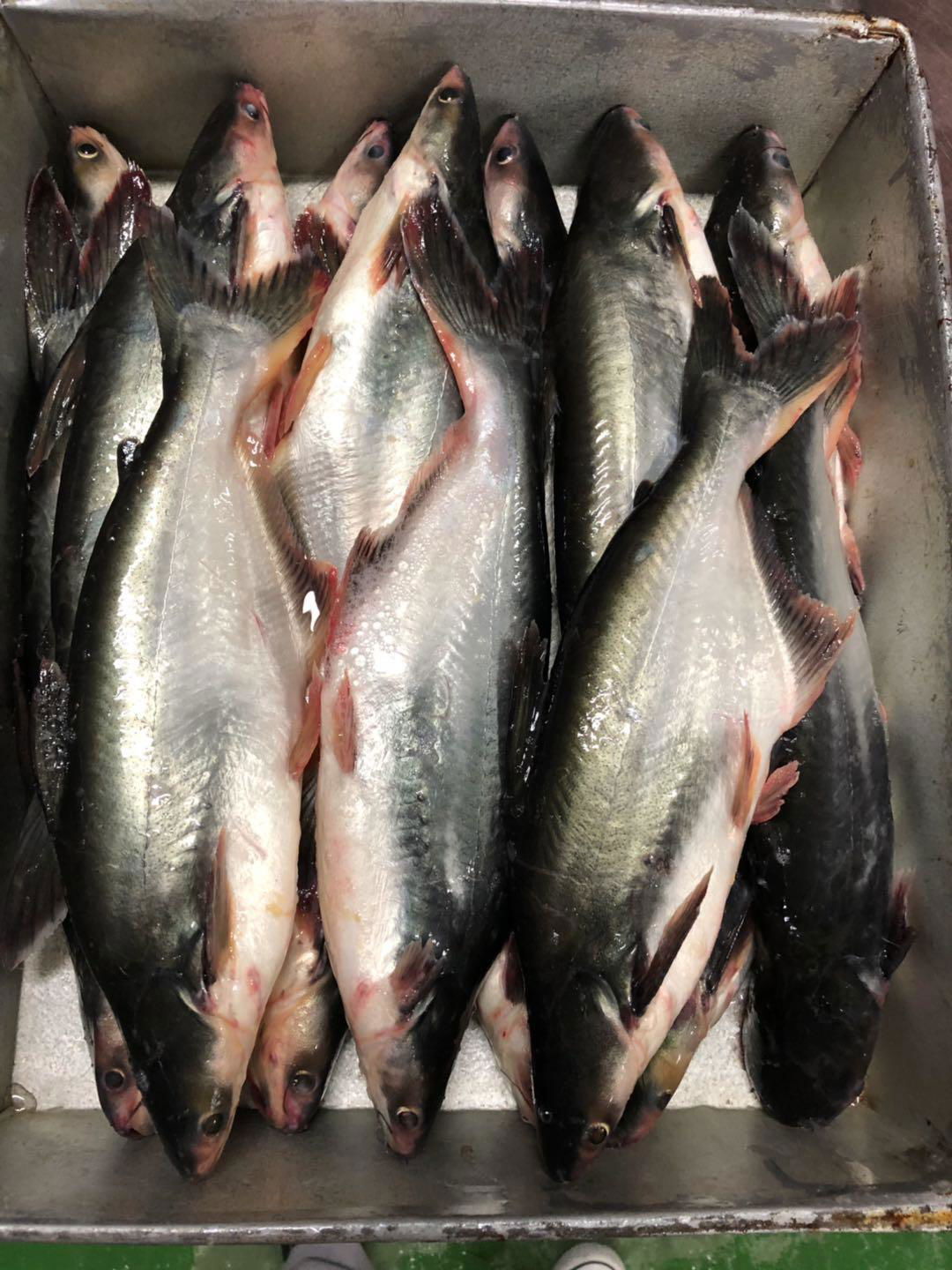 frozen pangasius fish 4