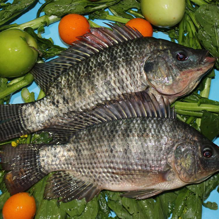 Tilapia 5