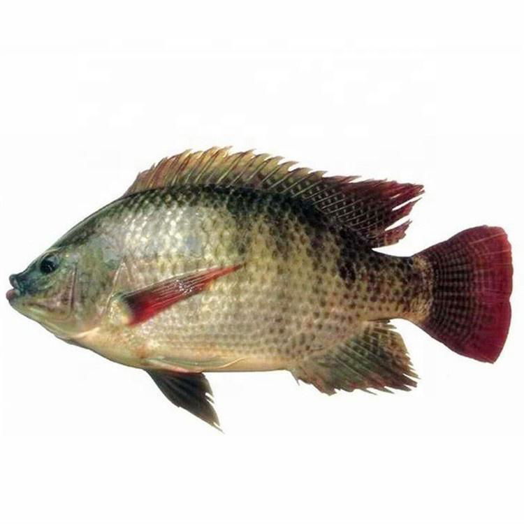 Tilapia