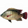 Tilapia 1