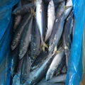 Pacific Mackerel 2