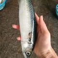 Pacific Mackerel 4