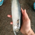 Pacific Mackerel