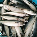 Pacific Mackerel 5