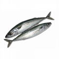 Pacific Mackerel