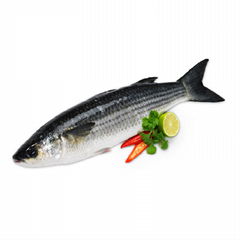 Grey Mullet