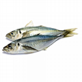 Jack Mackerel